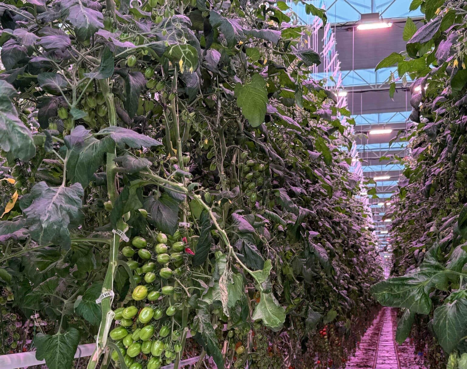 Sollum Technologies has released results from a commercial greenhouse trial conducted in Ontario, Canada, focused on the use of dynamic LED lighting in grape tomato production.