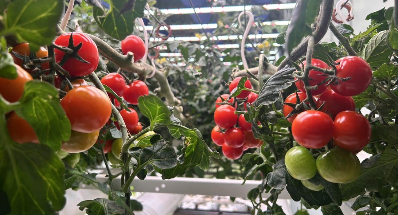 Grow-tec, an Israeli agtech company with over 20 years of experience in CEA, is charting a distinctive path in Europe’s indoor farming sector.