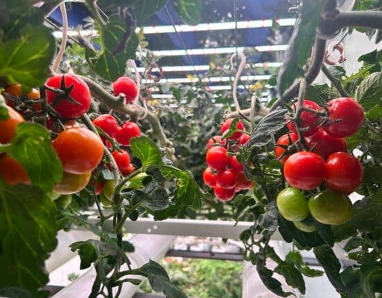 Grow-tec, an Israeli agtech company with over 20 years of experience in CEA, is charting a distinctive path in Europe’s indoor farming sector.