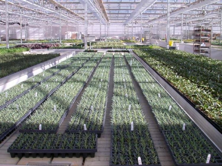 Riverbend Nursery Holdings, LLC has officially acquired James Greenhouses, Inc., a Georgia-based producer of perennial liners for wholesale growers across the United States.