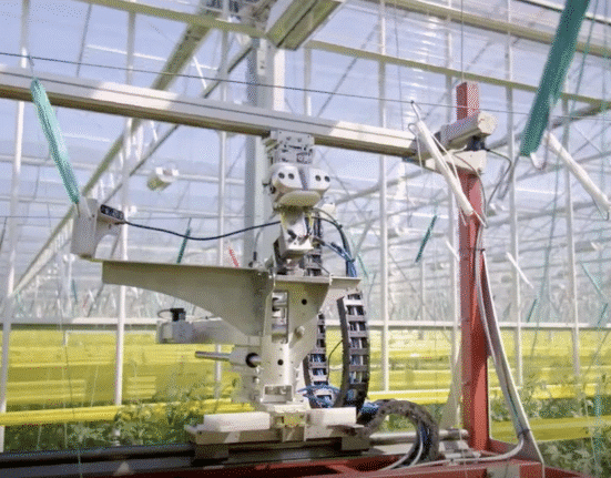 Arugga AI Farming has announced the commercial launch of its new autonomous plant lowering robot for greenhouse-grown tomatoes and cucumbers.
