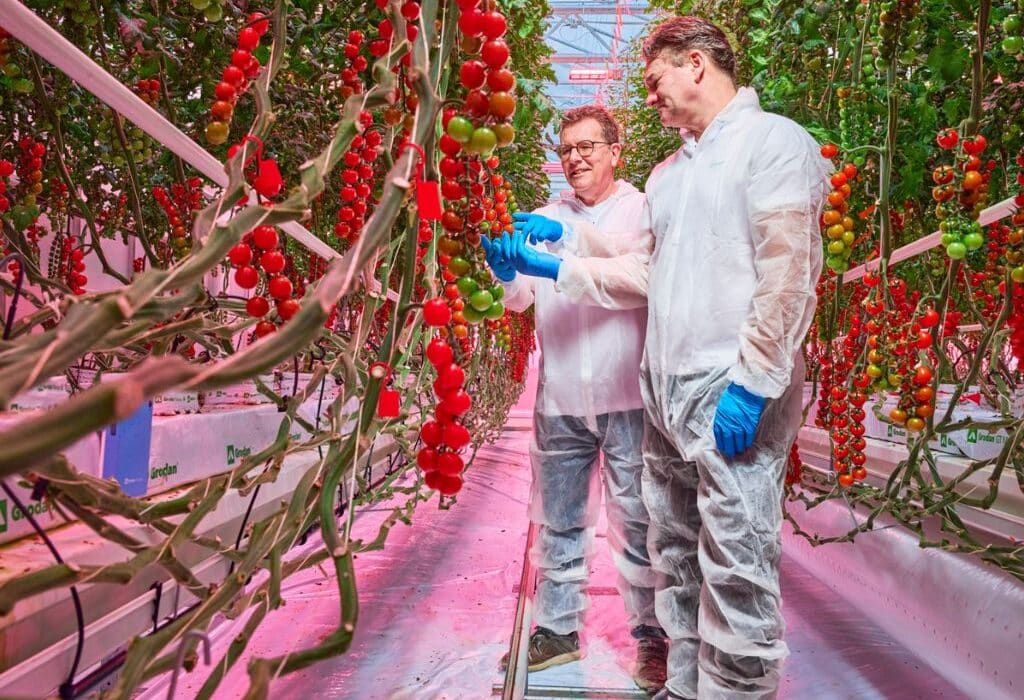 Research led by Signify, Grodan, and partners has demonstrated that tomato production with significantly lower energy use can be achieved