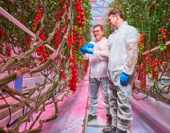 Research led by Signify, Grodan, and partners has demonstrated that tomato production with significantly lower energy use can be achieved
