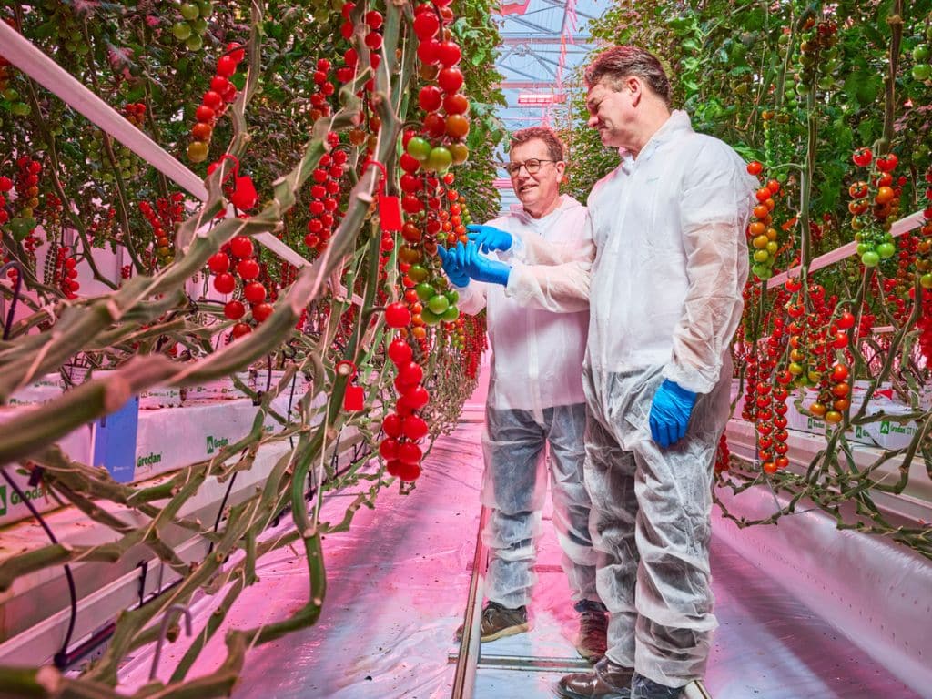 Research led by Signify, Grodan, and partners has demonstrated that tomato production with significantly lower energy use can be achieved