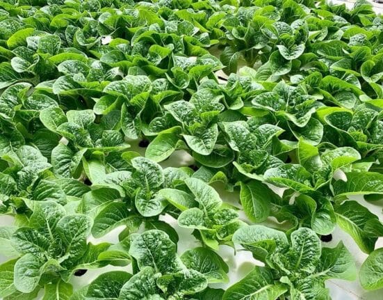 Sollum Technologies partners with Maryland-based Greenway Farms to deliver dynamic LED lighting for aquaponic lettuce production.