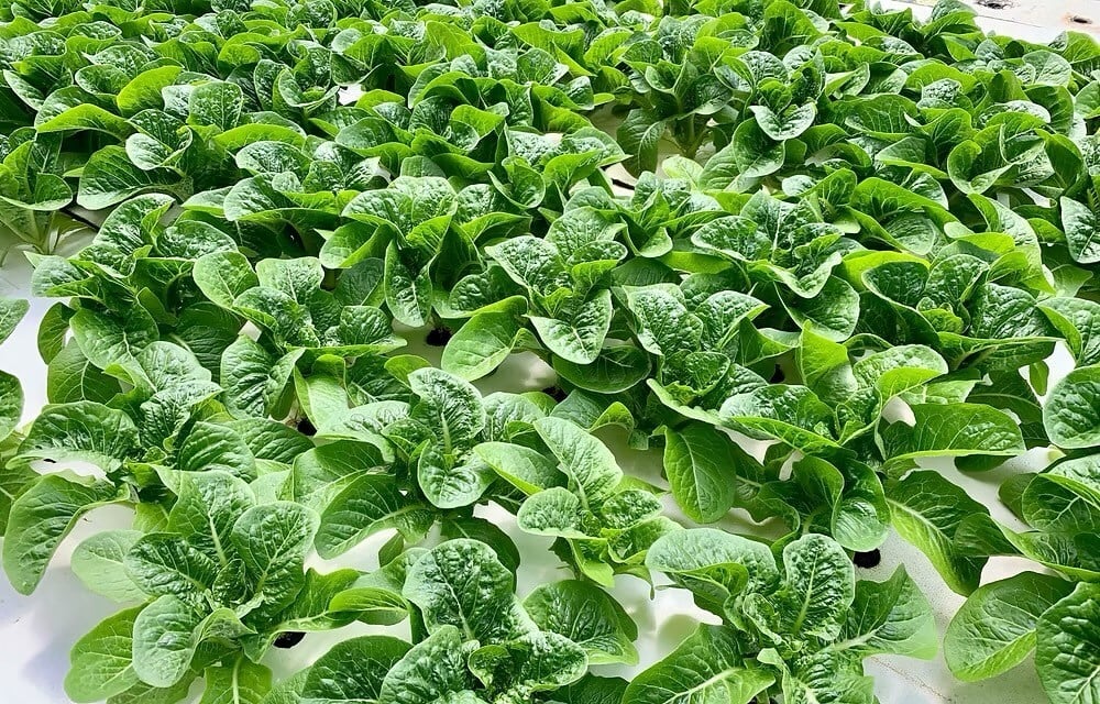 Sollum Technologies partners with Maryland-based Greenway Farms to deliver dynamic LED lighting for aquaponic lettuce production.