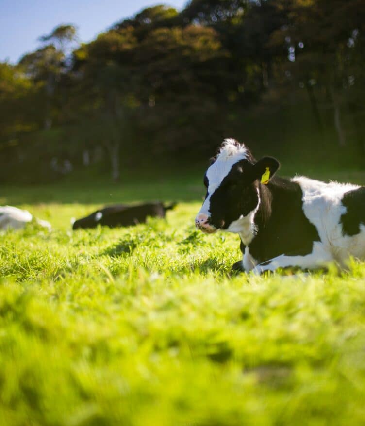 DuPont has announced the commercial release of the FilmTec™ Hypershell™ XP RO-8038 element, a new reverse osmosis (RO) membrane solution aimed at supporting the efficiency and sustainability goals of dairy processors.