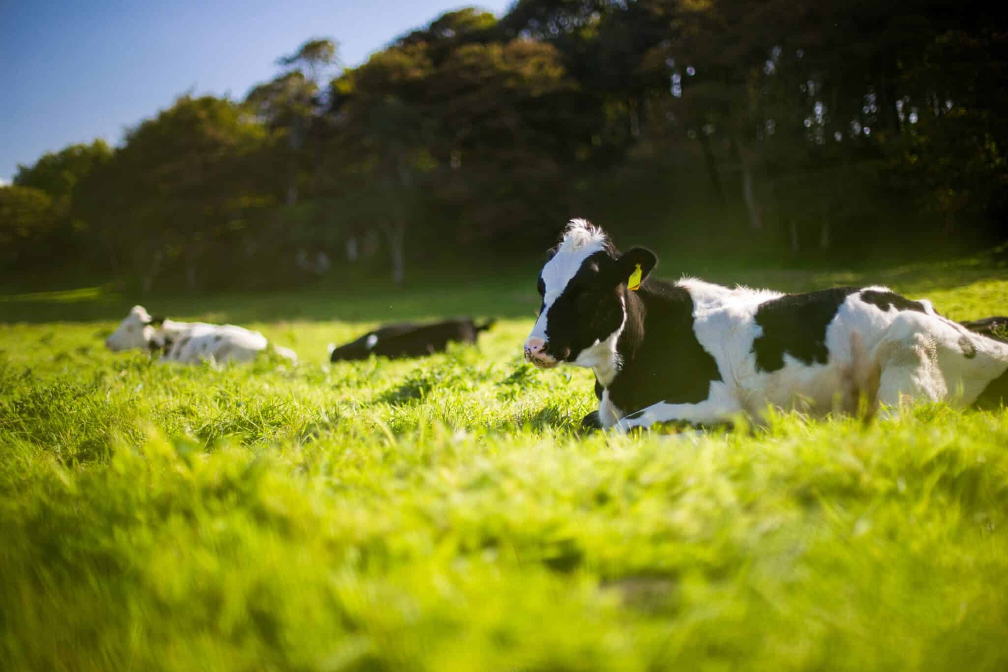 DuPont has announced the commercial release of the FilmTec™ Hypershell™ XP RO-8038 element, a new reverse osmosis (RO) membrane solution aimed at supporting the efficiency and sustainability goals of dairy processors.