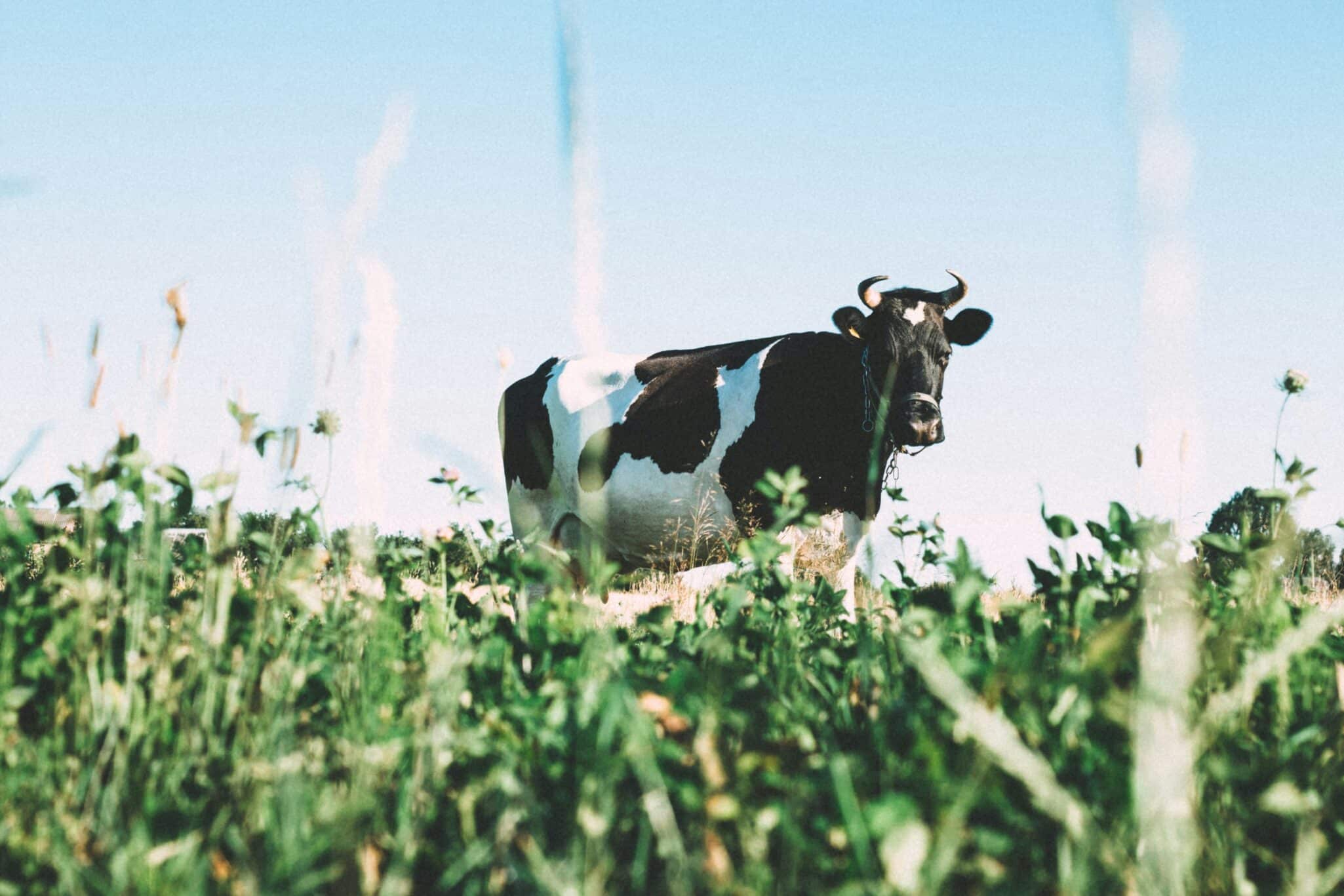 Tamarack Biotics' TruActive® UV-based treatment accepted by U.S. Food and Drug Administration (FDA) as meeting pasteurization standards