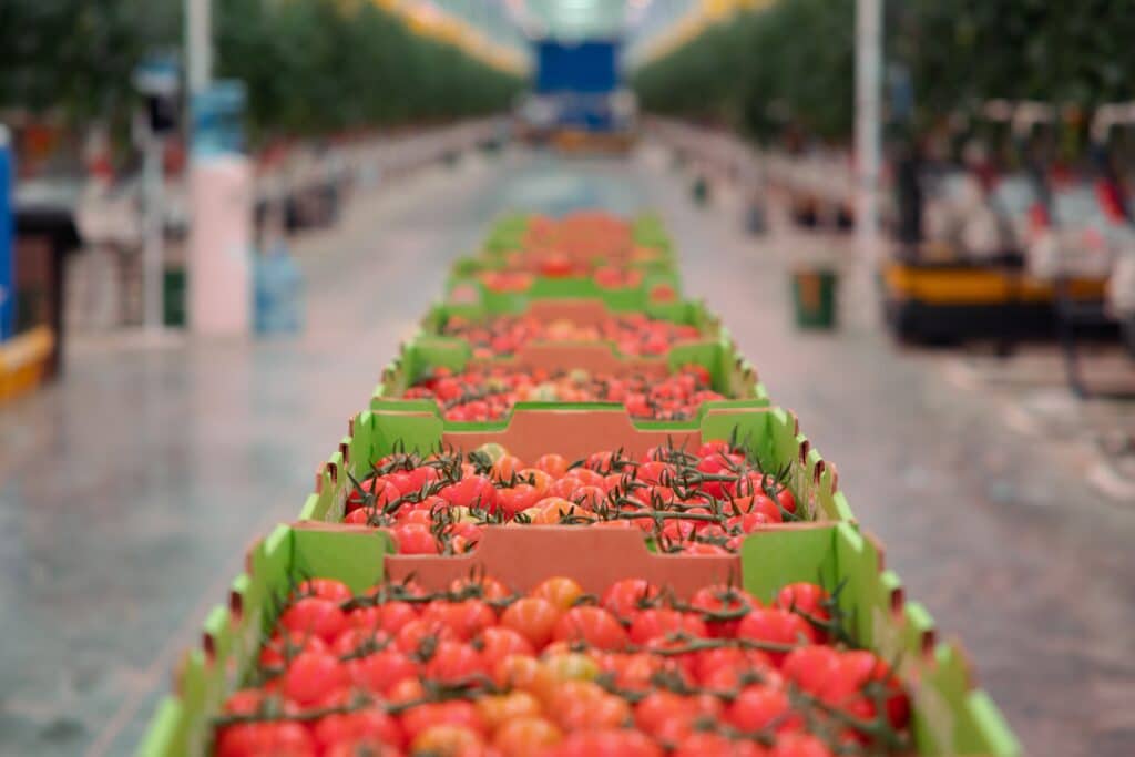 appharvest-richmond-tomato-shipments