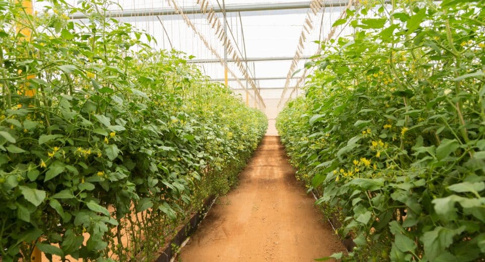 Explore the latest trends in the AgTech sector with innovations in electric and autonomous farming technologies.