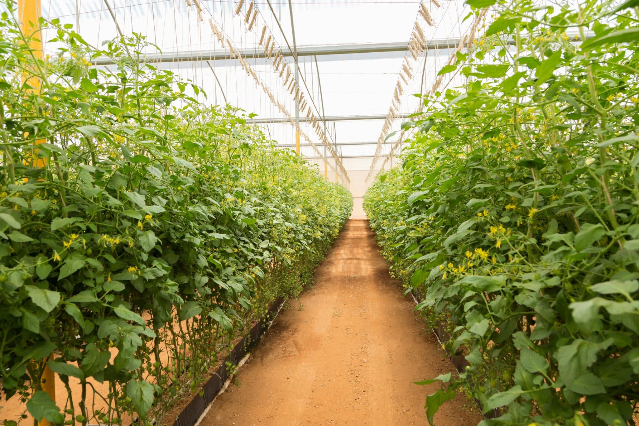 Explore the latest trends in the AgTech sector with innovations in electric and autonomous farming technologies.