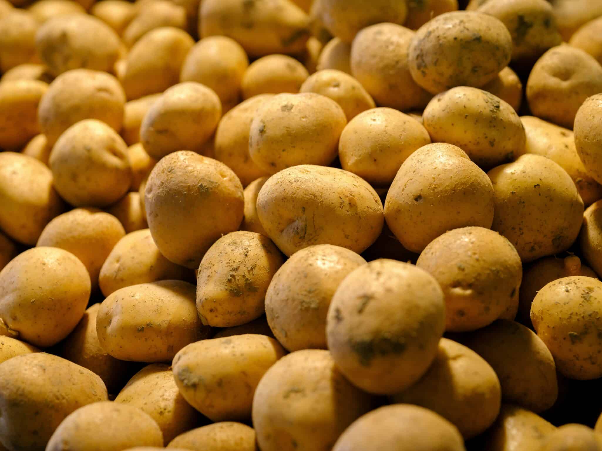GB Potatoes joins Horticulture Crop Protection Ltd (HCP) to support crop protection applications for the British seed potato sector.