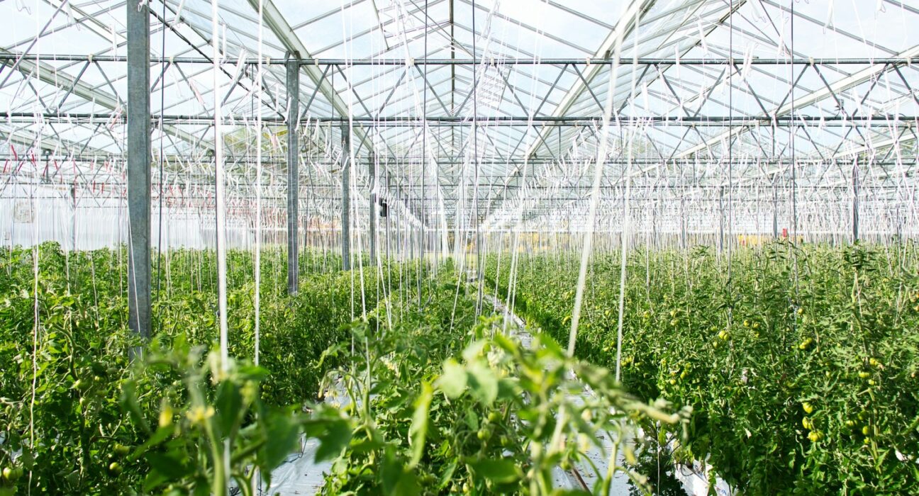 European indoor farming firms raised approximately $123.82M between 2024 and early 2025, with GrowUp Farms & IGS receiving the majority share.