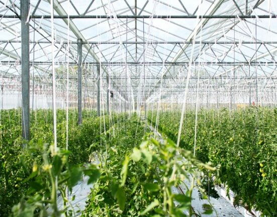 European indoor farming firms raised approximately $123.82M between 2024 and early 2025, with GrowUp Farms & IGS receiving the majority share.