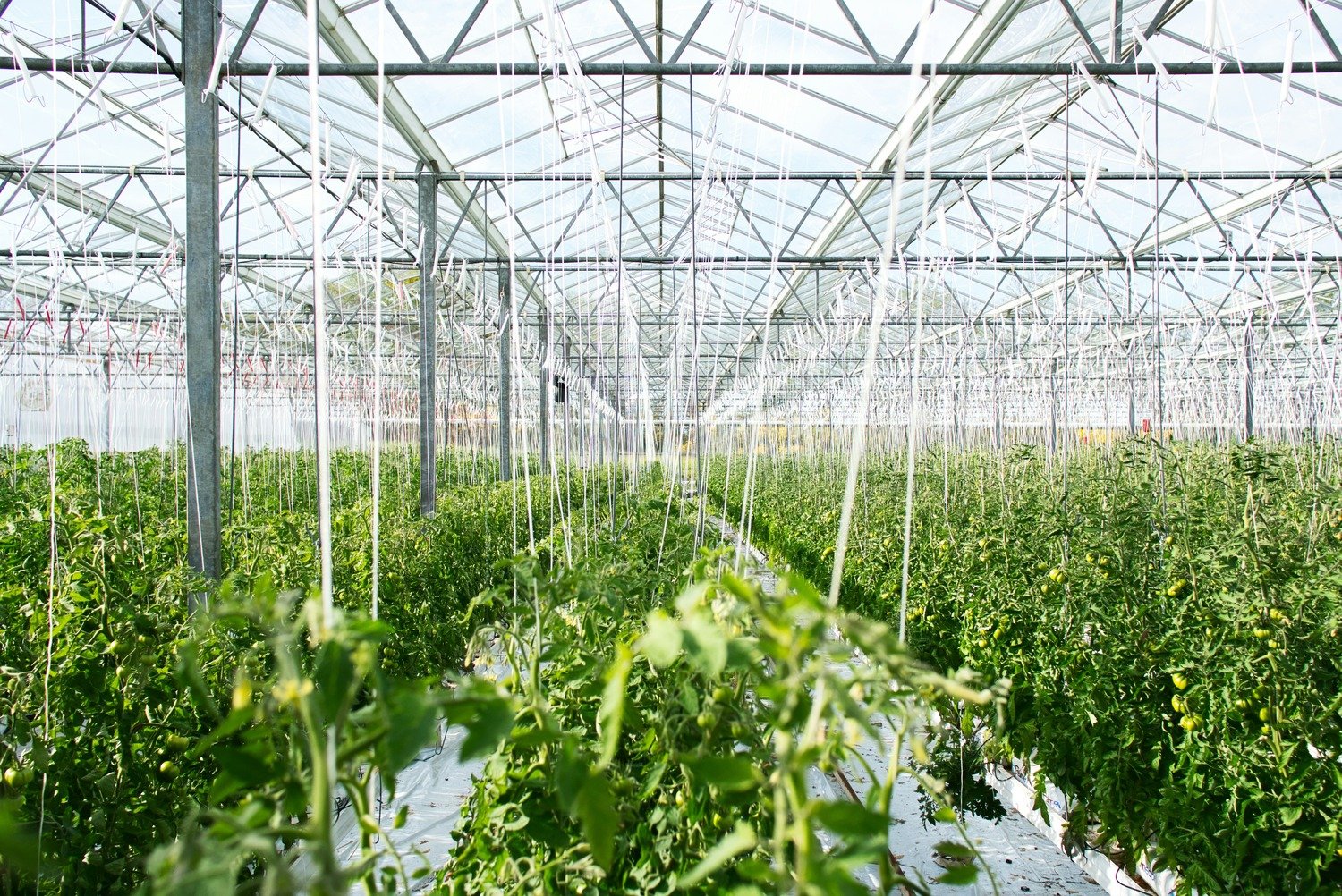 European indoor farming firms raised approximately $123.82M between 2024 and early 2025, with GrowUp Farms & IGS receiving the majority share.