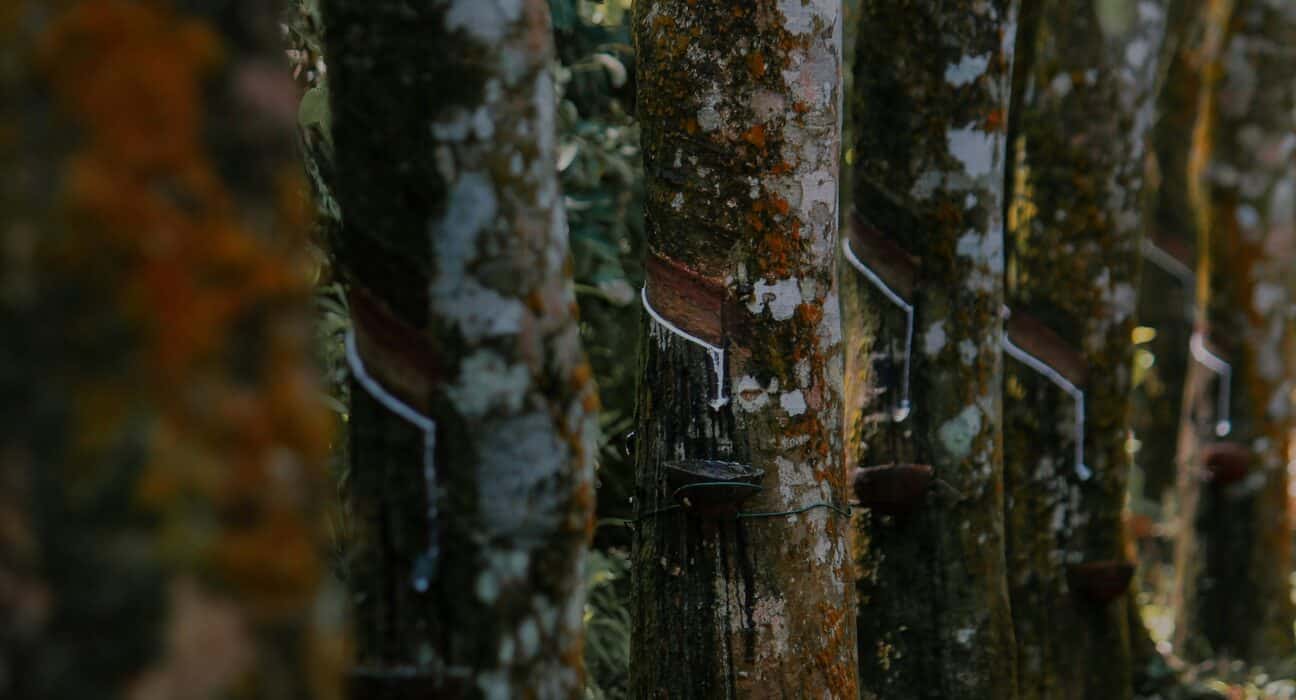 Clevite Elastomers, part of Tenneco’s Performance Solutions group, has joined the TARDISS project to support U.S. natural rubber innovation.