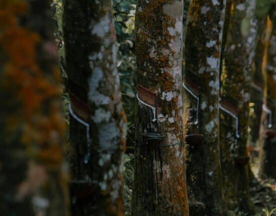 Clevite Elastomers, part of Tenneco’s Performance Solutions group, has joined the TARDISS project to support U.S. natural rubber innovation.