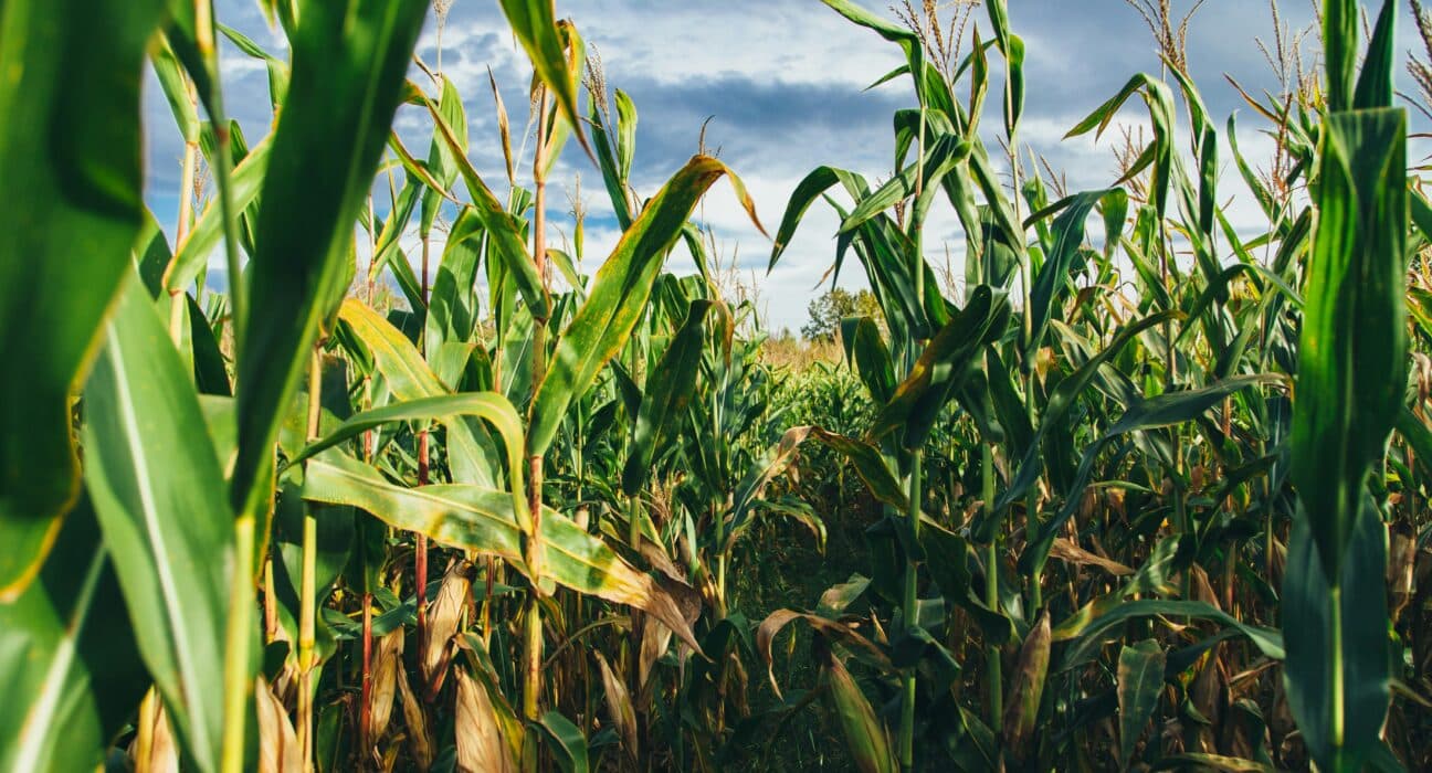 Advanta Seeds acquires temperate corn germplasm and hybrid pipeline from Italian company K-Adriatica, expanding in Europe.