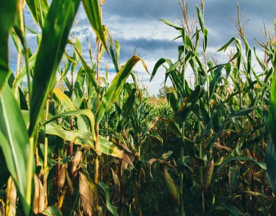 Advanta Seeds acquires temperate corn germplasm and hybrid pipeline from Italian company K-Adriatica, expanding in Europe.