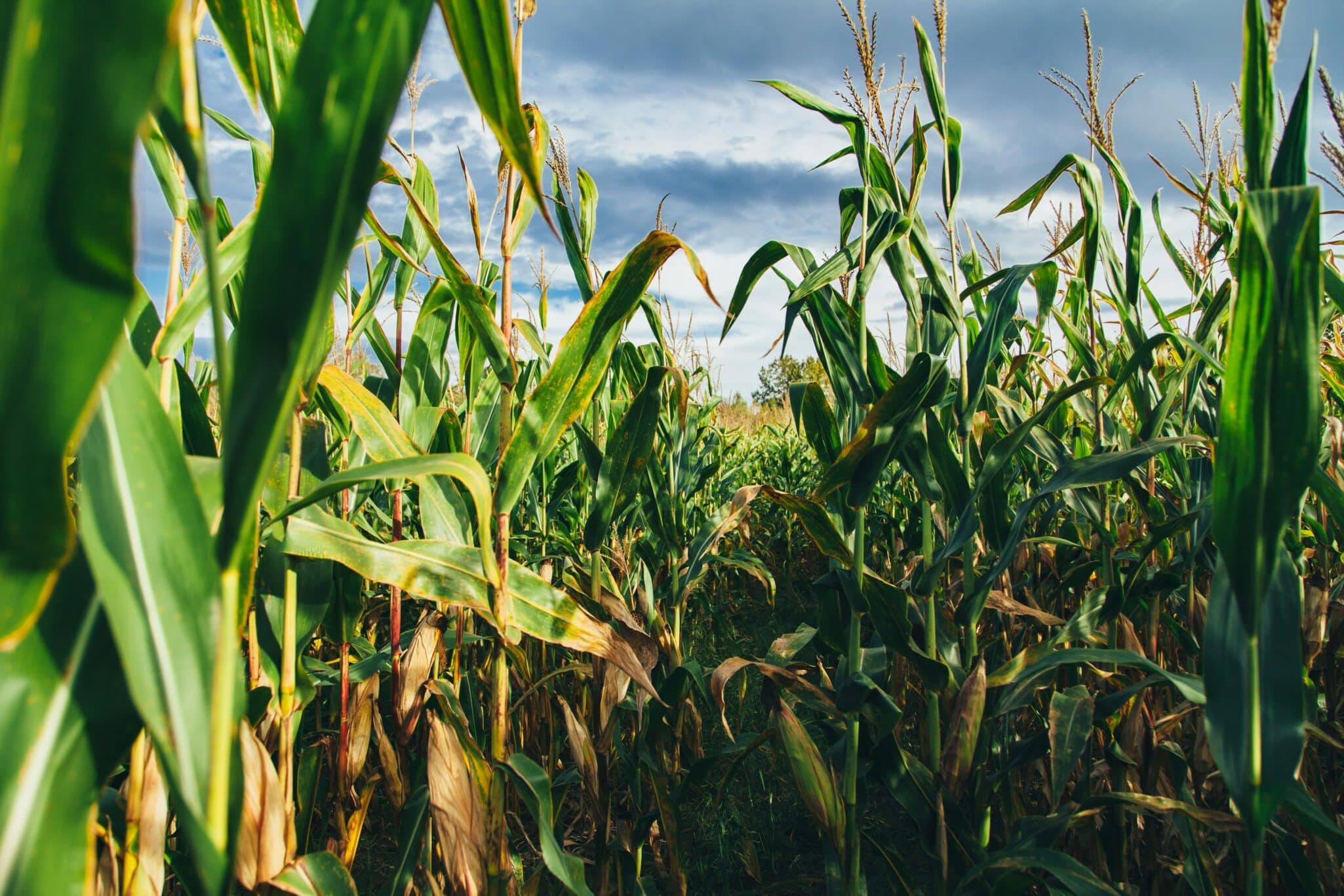 Advanta Seeds acquires temperate corn germplasm and hybrid pipeline from Italian company K-Adriatica, expanding in Europe.