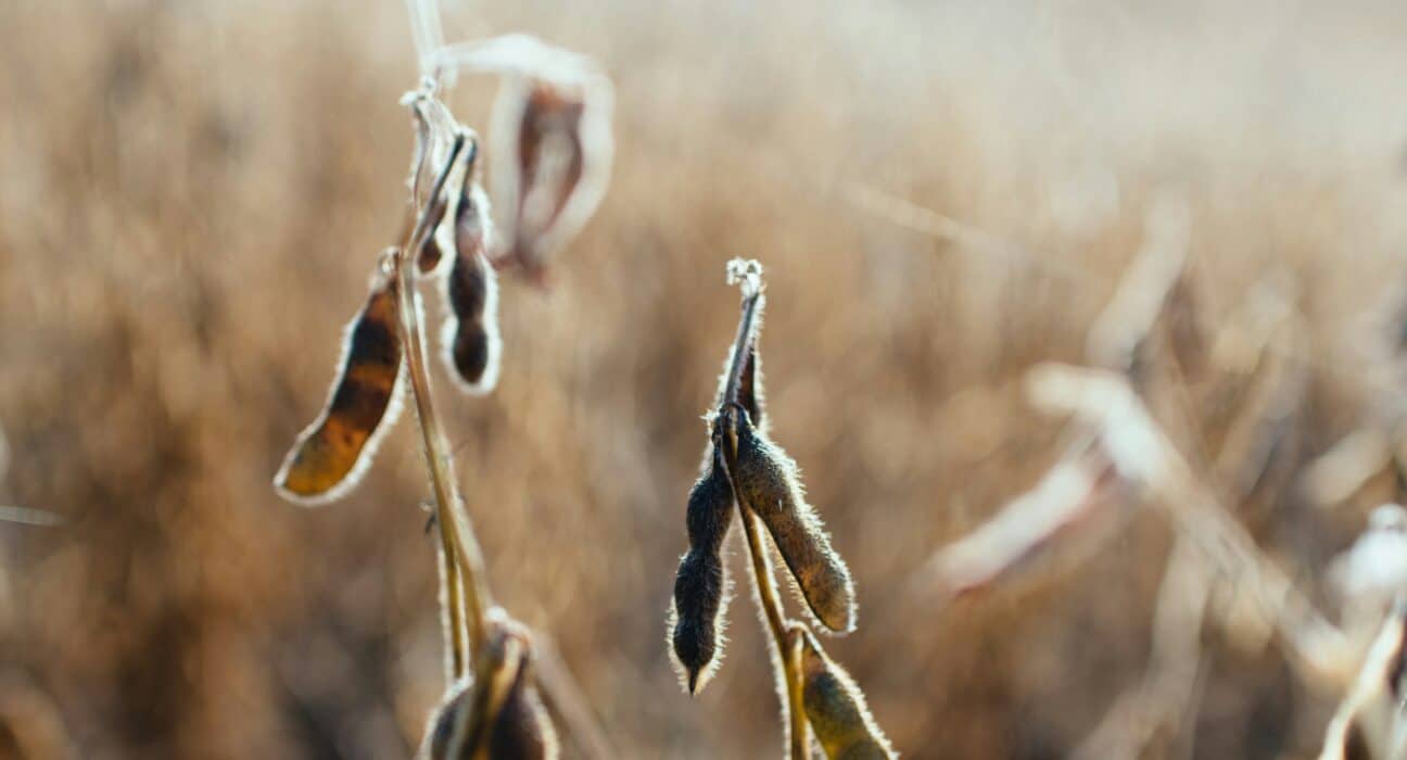 BASF’s nematode resistant soybean (NRS) trait to be combined with Enlist E3® and Conkesta E3® soybean platforms in Brazil.