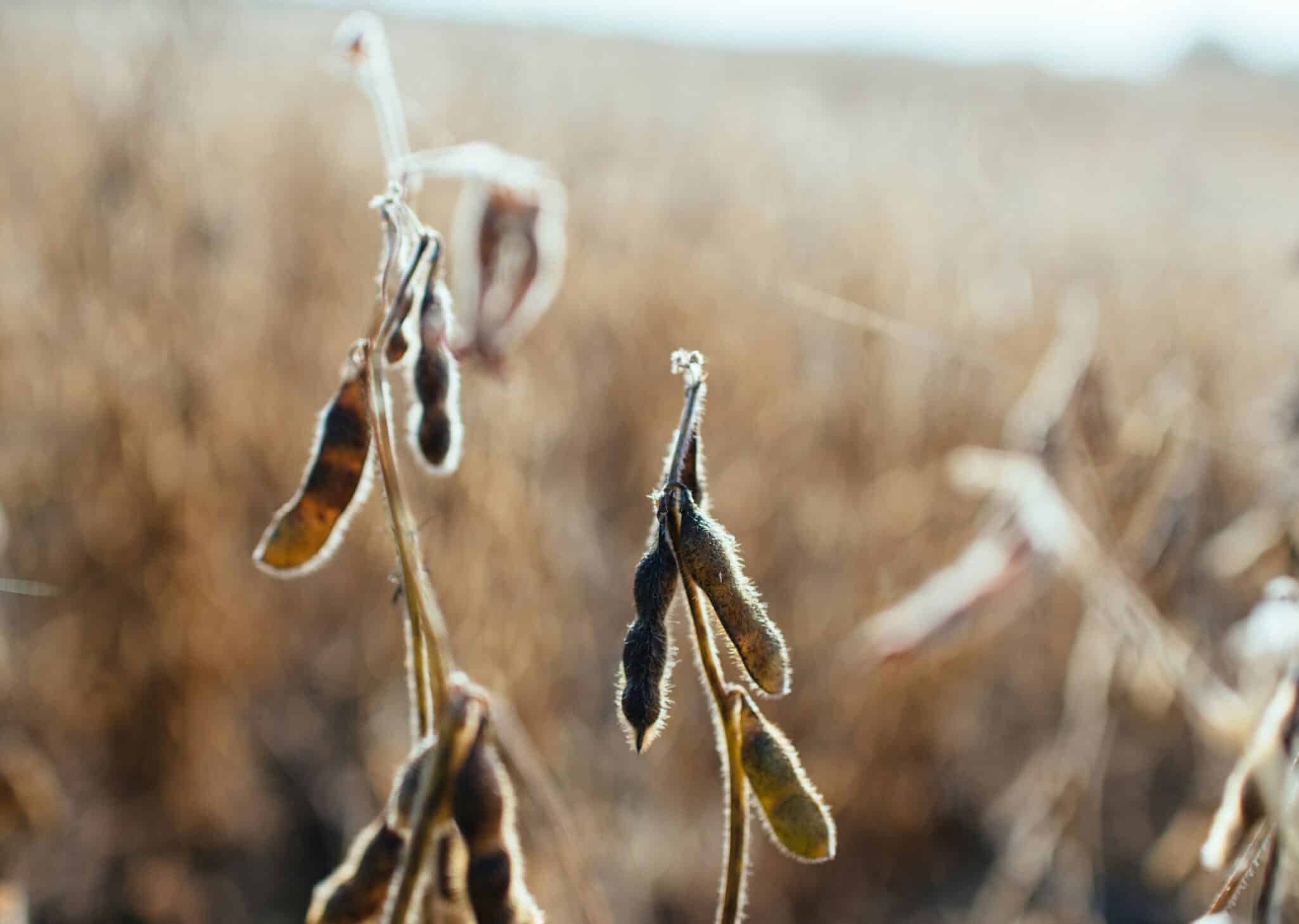 BASF’s nematode resistant soybean (NRS) trait to be combined with Enlist E3® and Conkesta E3® soybean platforms in Brazil.