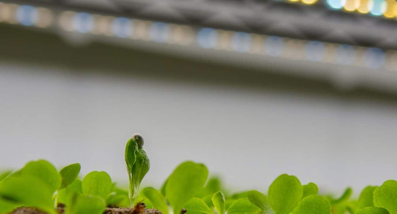 Direct Carbon wins AVF Start-Up Challenge 2025 in Munich with its modular carbon capture tech Wunderpumpe-2 for indoor farming.