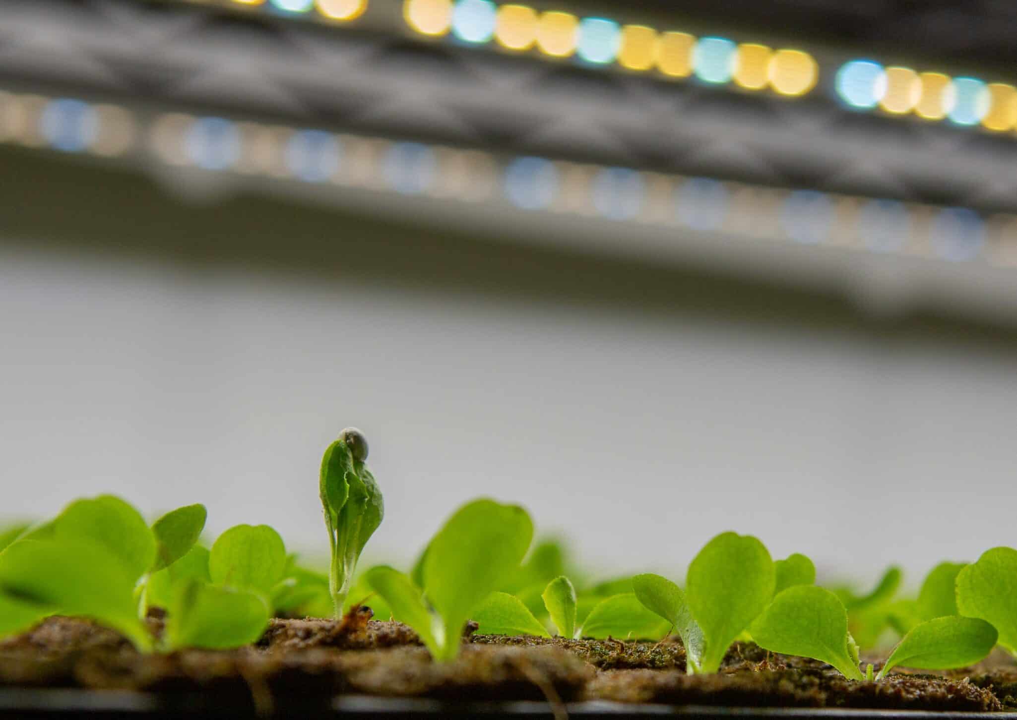 Direct Carbon wins AVF Start-Up Challenge 2025 in Munich with its modular carbon capture tech Wunderpumpe-2 for indoor farming.