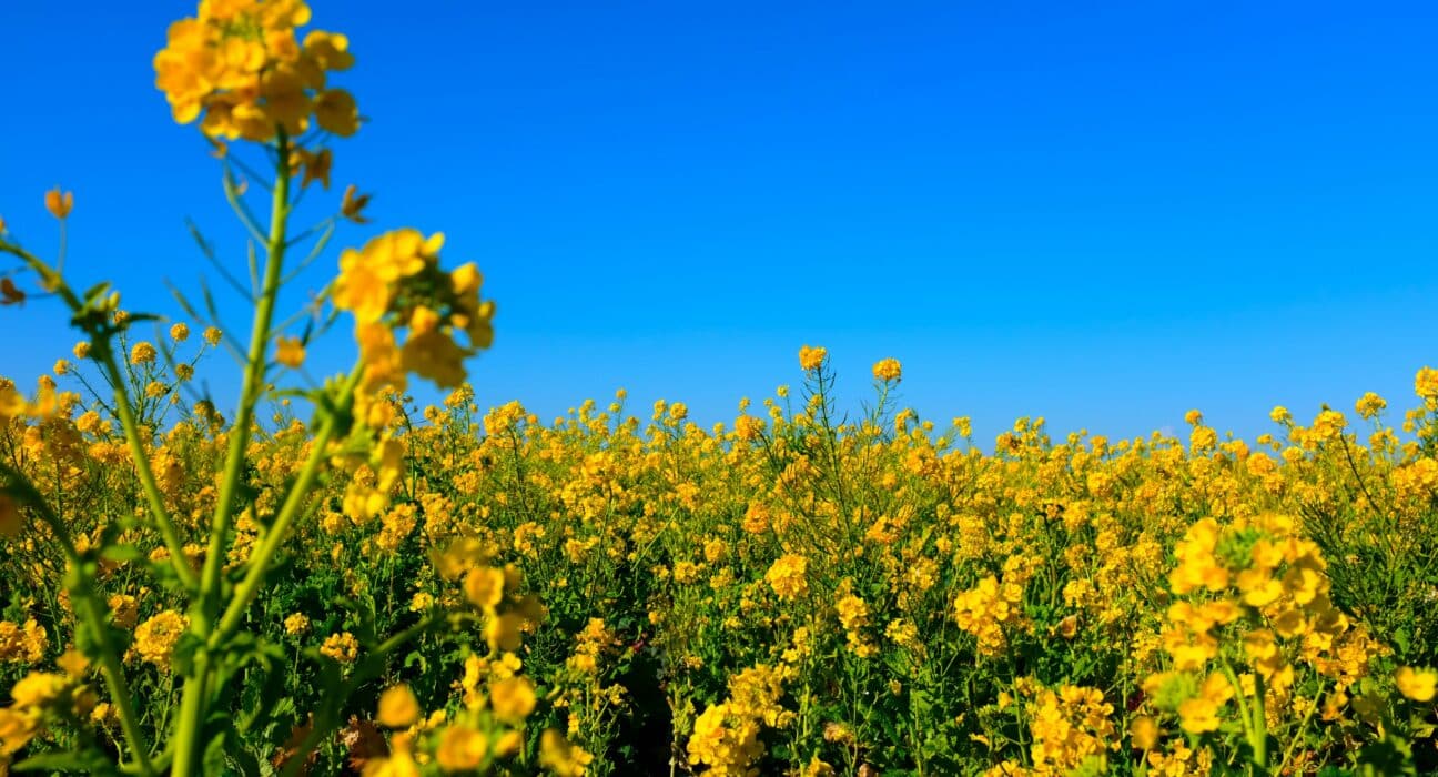 Cibus, Inc. announced that its HT2 herbicide tolerance trait in canola has been determined as “not regulated” by the USDA-APHIS.