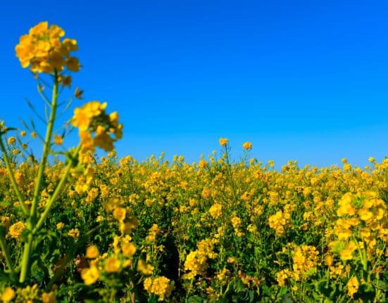Cibus, Inc. announced that its HT2 herbicide tolerance trait in canola has been determined as “not regulated” by the USDA-APHIS.