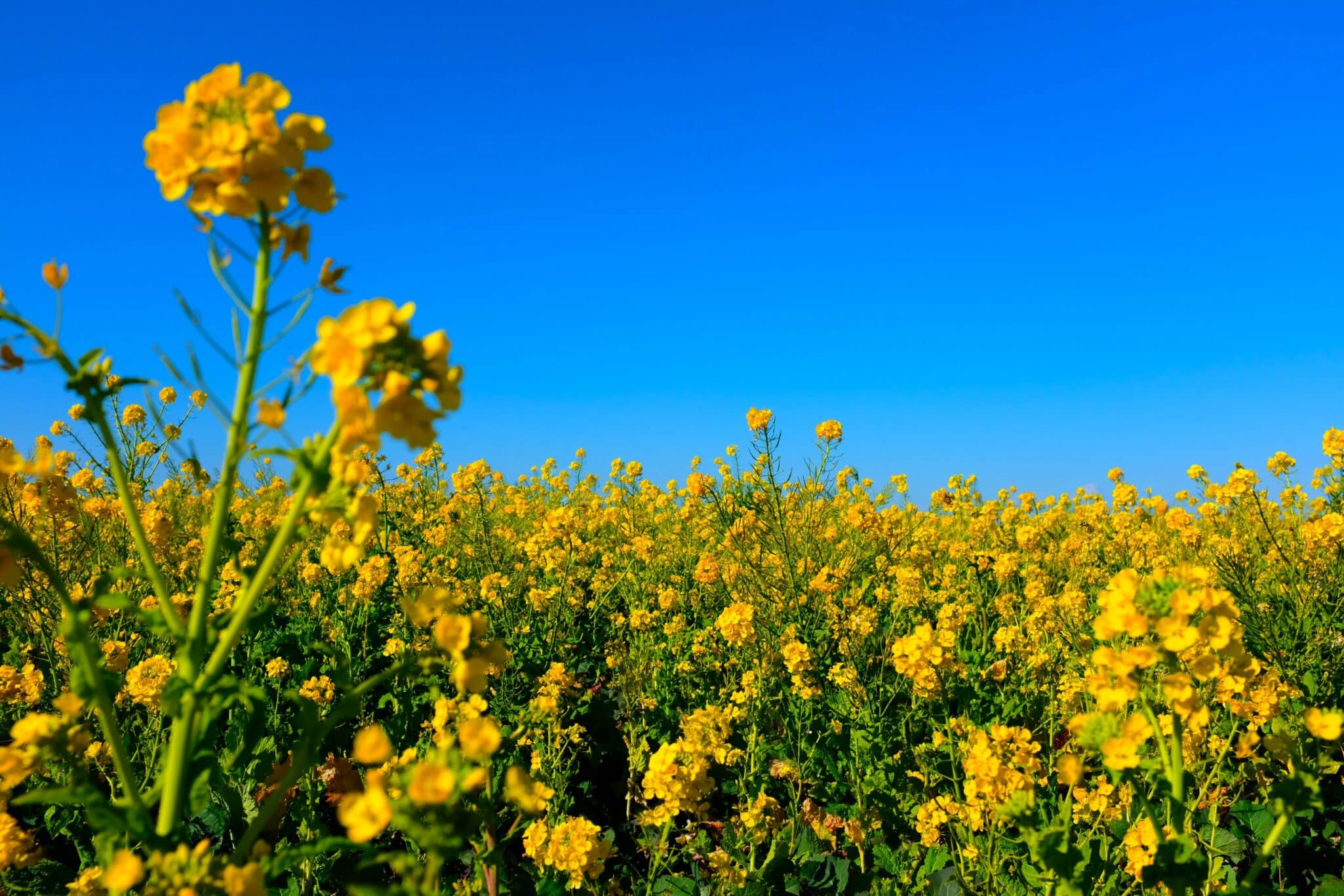 Cibus, Inc. announced that its HT2 herbicide tolerance trait in canola has been determined as “not regulated” by the USDA-APHIS.