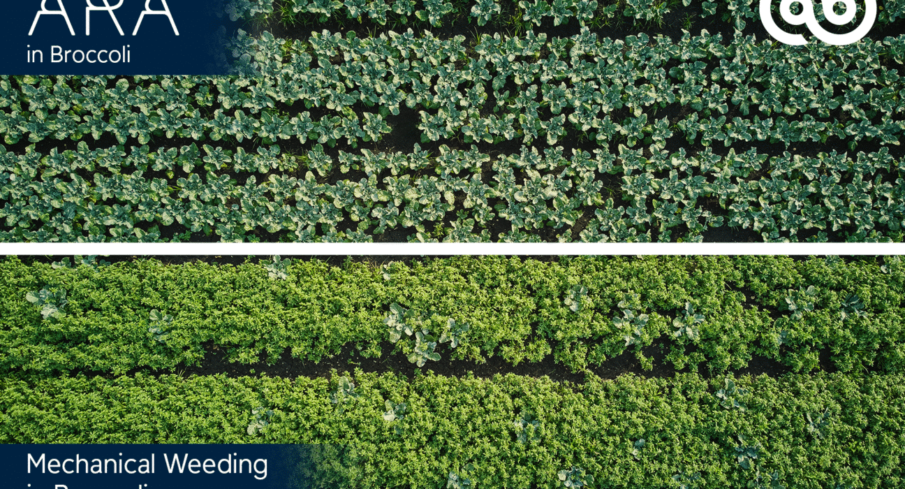 Ecorobotix unveils 2026 crop algorithms, enabling ultra-precise spraying in vegetables with AI tools for broccoli, carrots, and more.