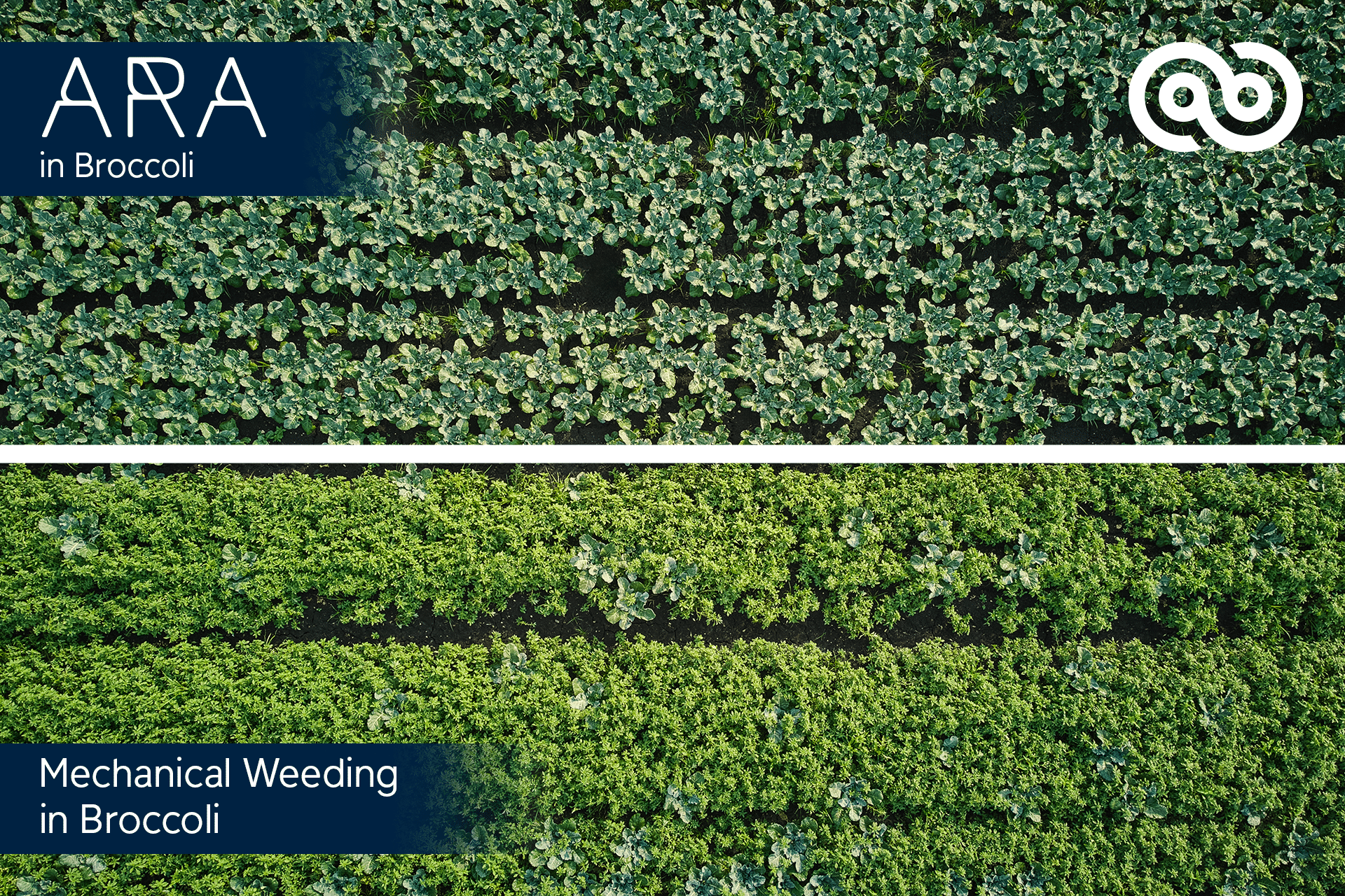 Ecorobotix unveils 2026 crop algorithms, enabling ultra-precise spraying in vegetables with AI tools for broccoli, carrots, and more.
