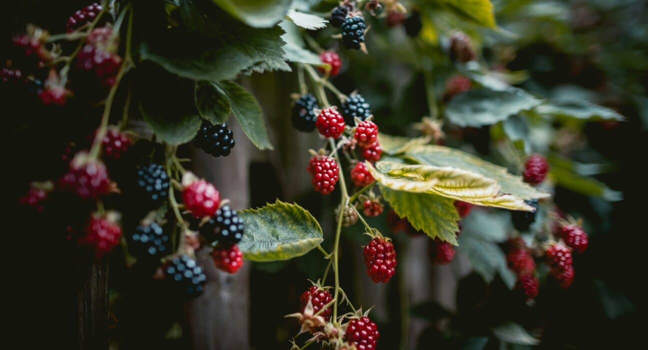 The Weston Family Foundation has entered the Scaling Phase of its $33 million Homegrown Innovation Challenge, investing up to $5 million each in four Canadian teams.