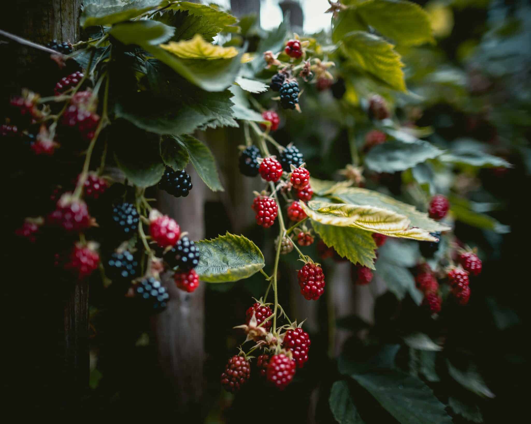 The Weston Family Foundation has entered the Scaling Phase of its $33 million Homegrown Innovation Challenge, investing up to $5 million each in four Canadian teams.