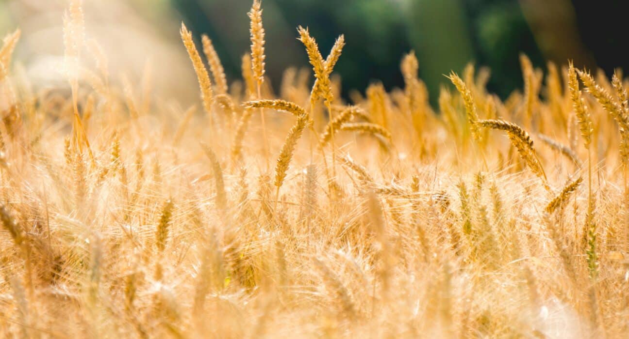 A coalition of leading Farm Credit organizations launched Seed4Growth, a collaborative innovation program in partnership with Plug and Play.
