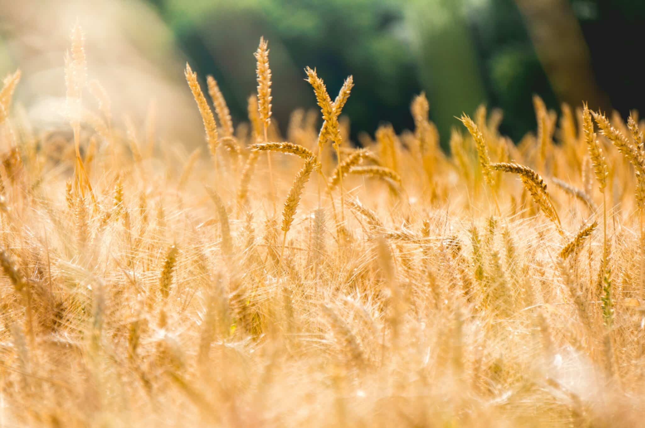 A coalition of leading Farm Credit organizations launched Seed4Growth, a collaborative innovation program in partnership with Plug and Play.
