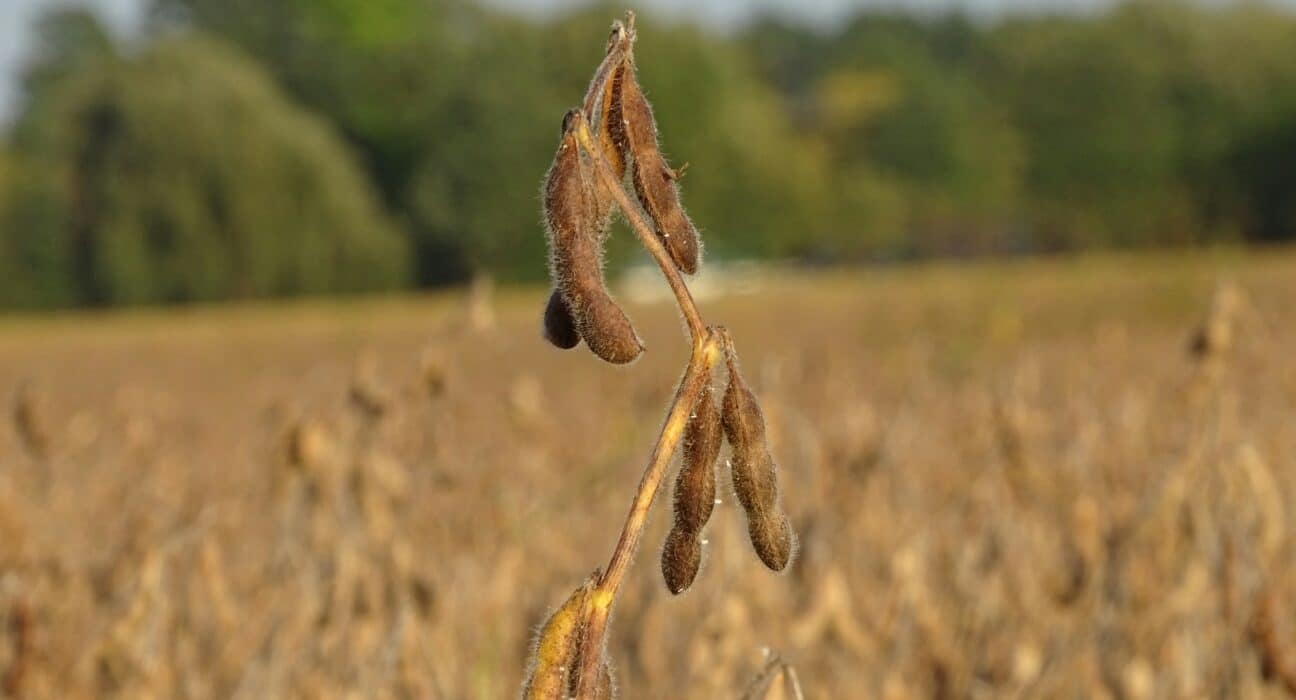 GDM, a global leader in soybean genetics, has entered into a binding agreement to acquire AgReliant Genetics by purchasing the remaining 50% stakes held by Vilmorin & Cie and KWS, who co-founded the joint venture in 2000.