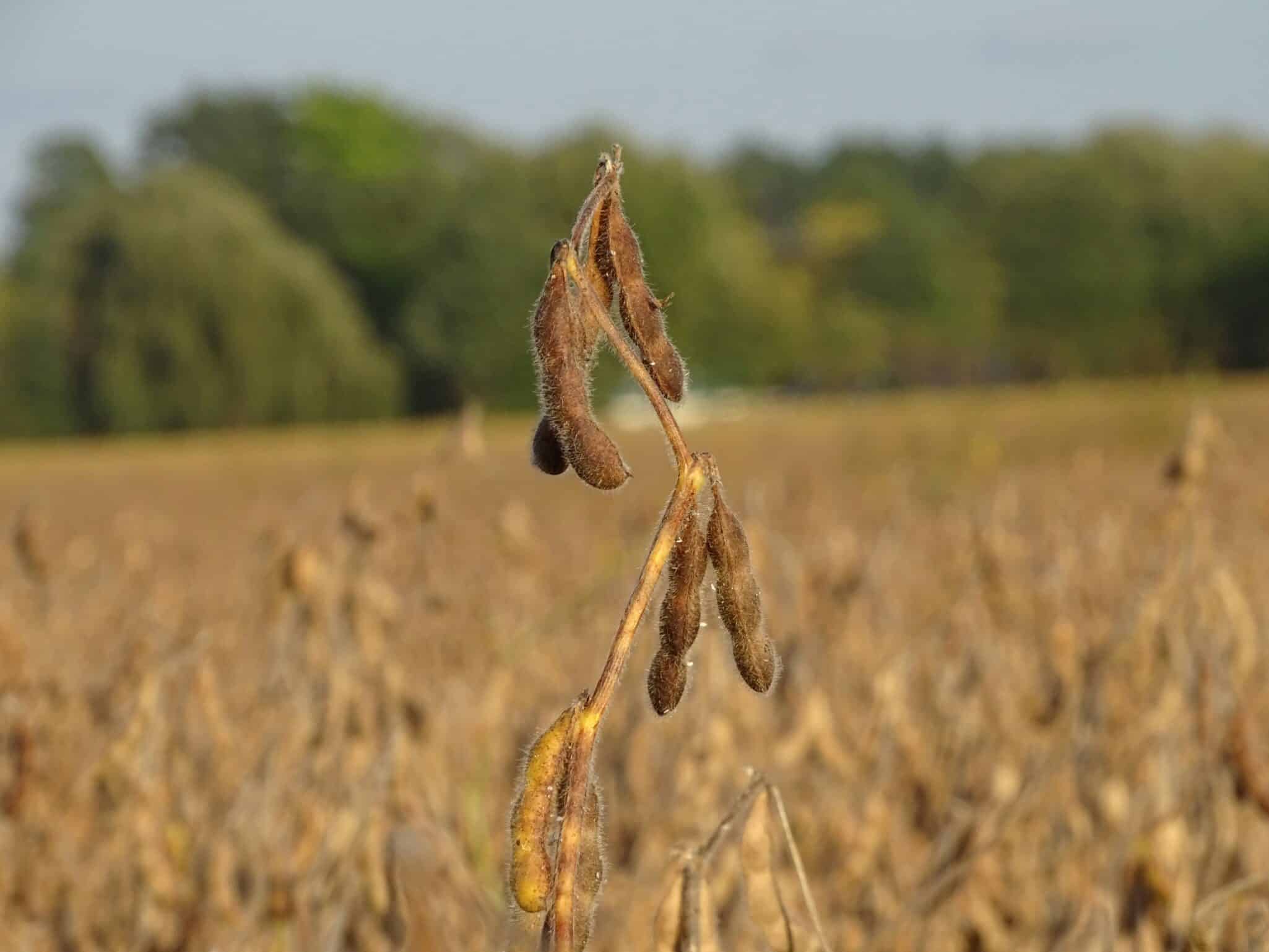 GDM, a global leader in soybean genetics, has entered into a binding agreement to acquire AgReliant Genetics by purchasing the remaining 50% stakes held by Vilmorin & Cie and KWS, who co-founded the joint venture in 2000.