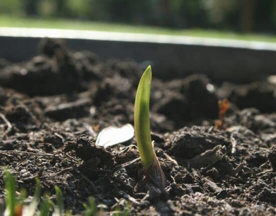 Learn how Precision Seeding can transform crop production with accurate placement, uniform depth, and optimal spacing benefits.