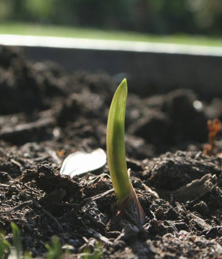 Learn how Precision Seeding can transform crop production with accurate placement, uniform depth, and optimal spacing benefits.