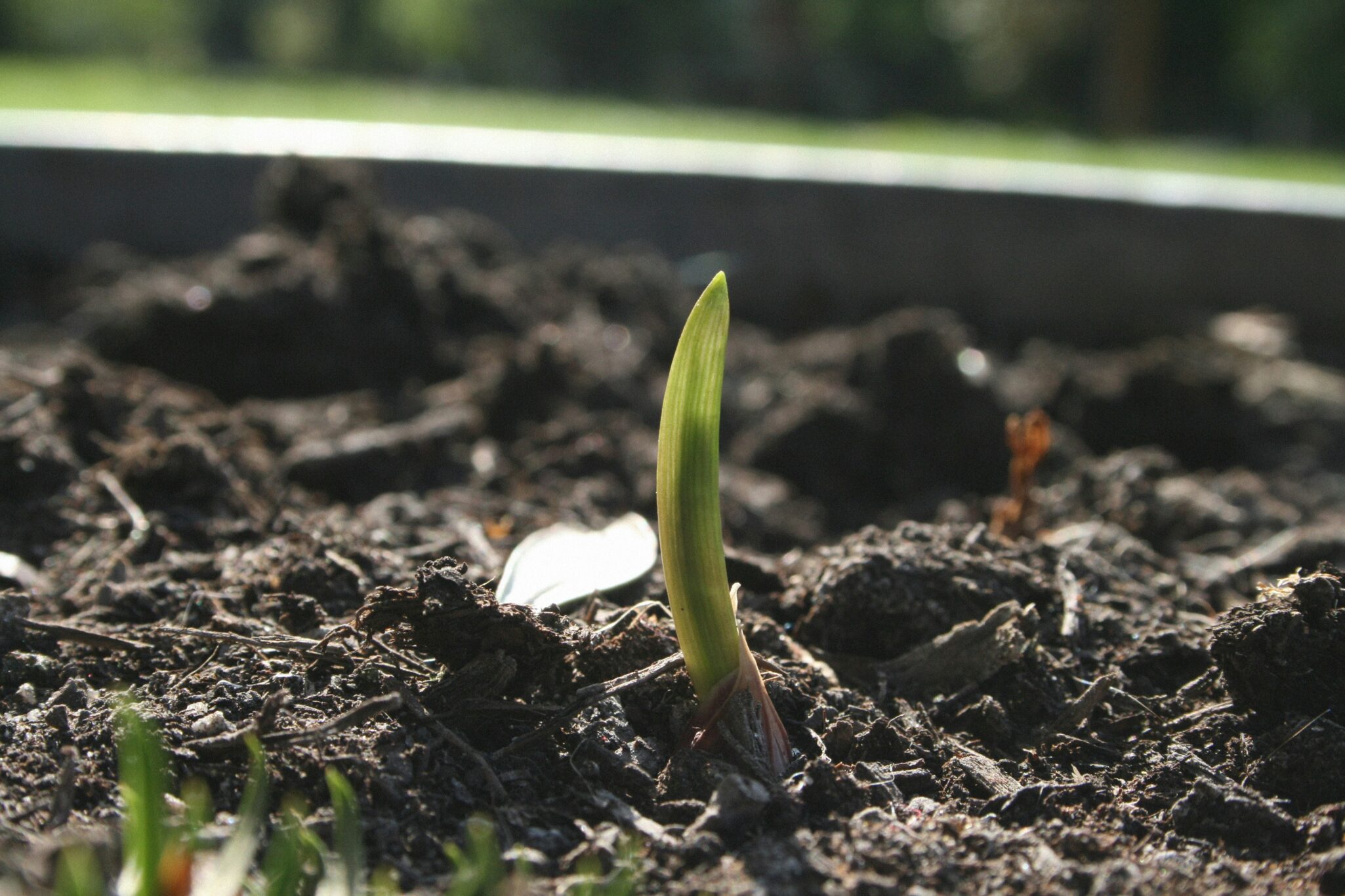 Learn how Precision Seeding can transform crop production with accurate placement, uniform depth, and optimal spacing benefits.