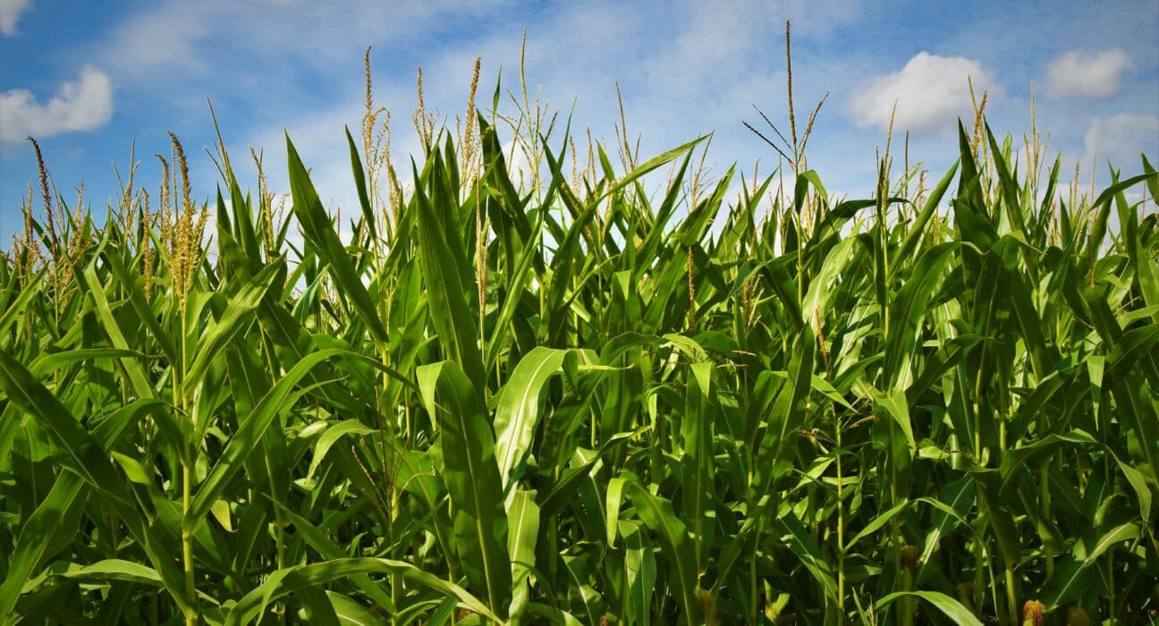 Phytoform and Corteva have announced a research collaboration to examine how artificial intelligence can support the identification and enhancement of native traits linked to disease resistance in corn.