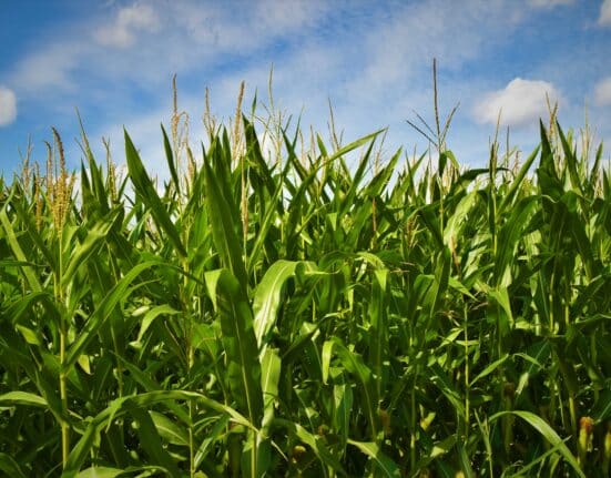 Phytoform and Corteva have announced a research collaboration to examine how artificial intelligence can support the identification and enhancement of native traits linked to disease resistance in corn.