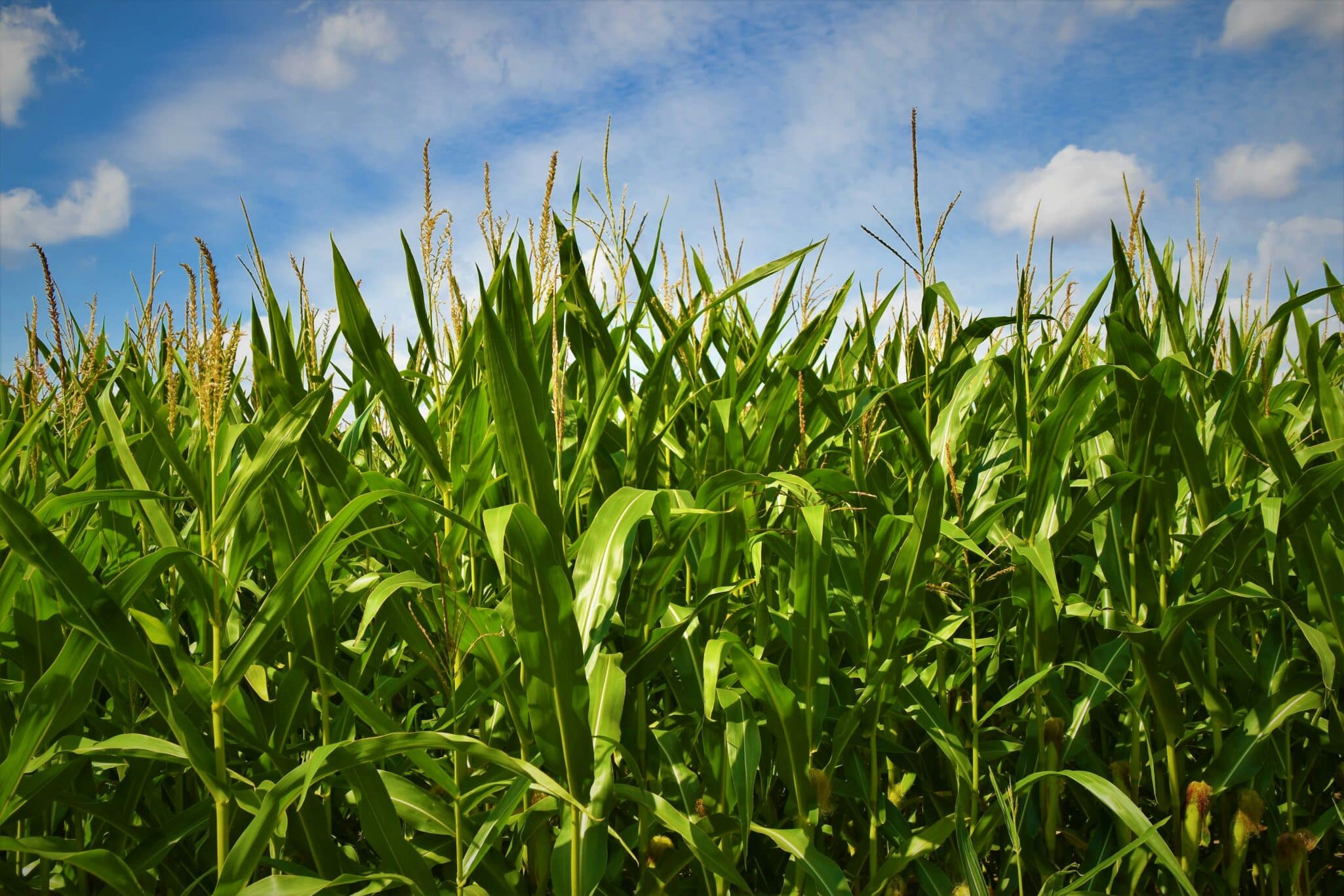 Phytoform and Corteva have announced a research collaboration to examine how artificial intelligence can support the identification and enhancement of native traits linked to disease resistance in corn.