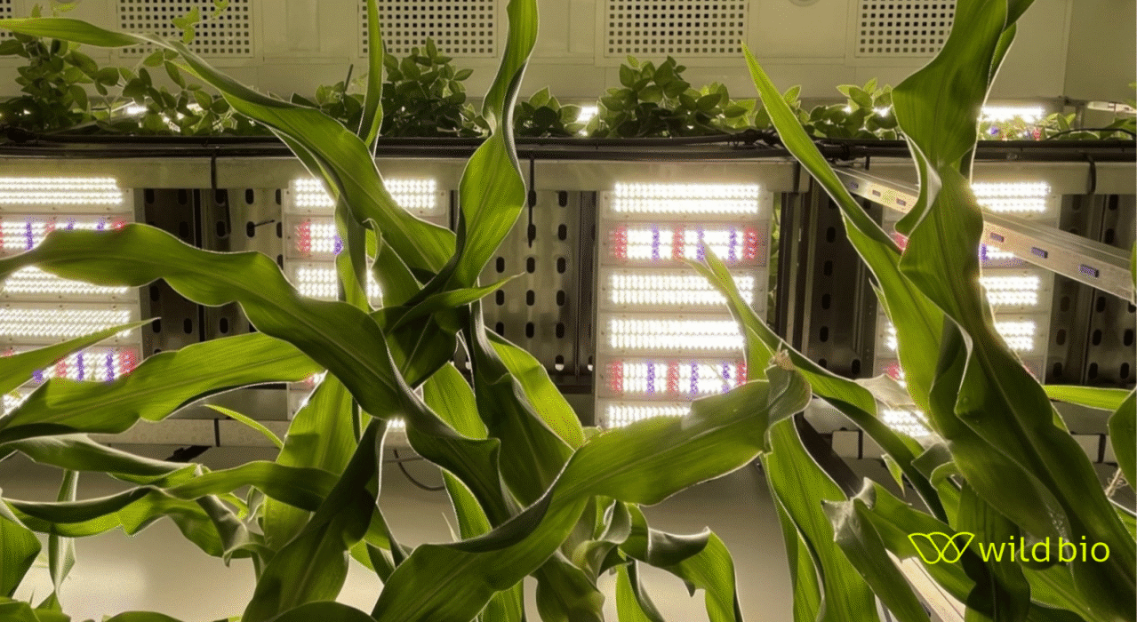Wild Bio, a startup focused on evolutionary biology and crop resilience, has partnered with the University of Oxford on a new initiative called OPTIMiSE.