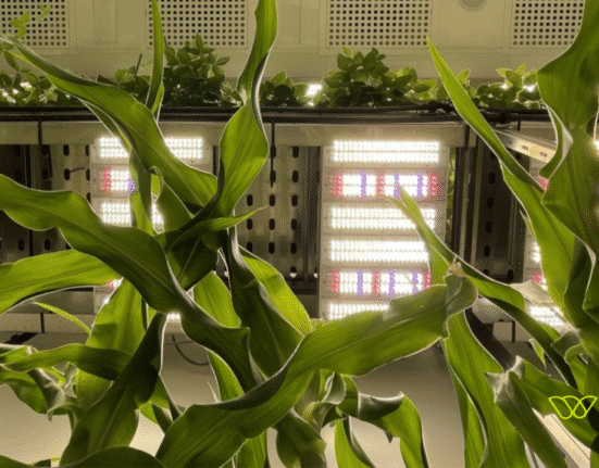 Wild Bio, a startup focused on evolutionary biology and crop resilience, has partnered with the University of Oxford on a new initiative called OPTIMiSE.