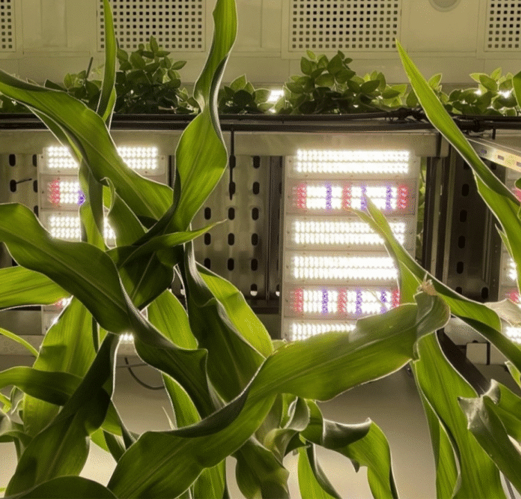 Wild Bio, a startup focused on evolutionary biology and crop resilience, has partnered with the University of Oxford on a new initiative called OPTIMiSE.