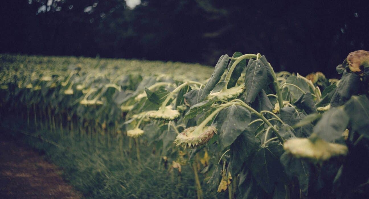 New study highlights the projected decline in crop yields due to climate change, affecting global food security by 2100.